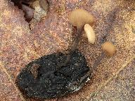 Ciboria batschiana