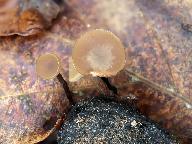 Ciboria batschiana