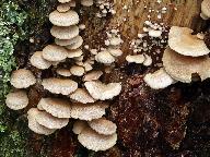 Panellus stipticus 