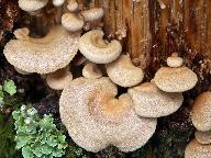 Panellus stipticus 