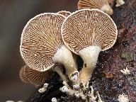 Panellus stipticus 