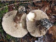 Suillus viscidus