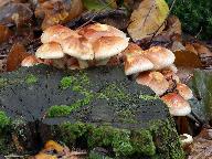 Hypholoma lateritium 