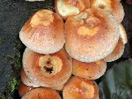Hypholoma lateritium 