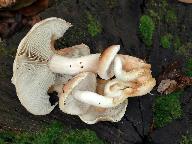 Hypholoma lateritium 
