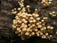 Hypholoma fasciculare 