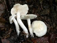 Tricholoma album 