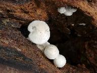 Ossicaulis lignatilis 