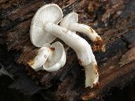Ossicaulis lignatilis 