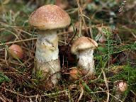 Suillus viscidus