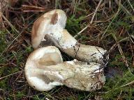 Suillus viscidus