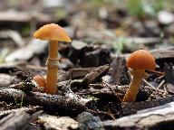 Pholiotina rugosa