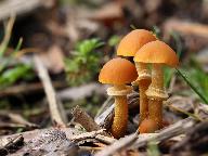 Pholiotina rugosa