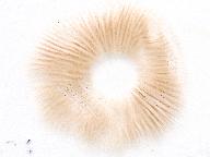 Pholiotina rugosa 