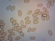 Pholiotina rugosa 