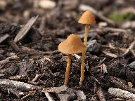 Conocybe subpubescens