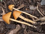 Conocybe subpubescens