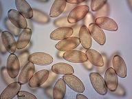 Conocybe subpubescens 