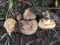 Lactarius quieticolor