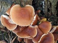 Gymnopus erythropus