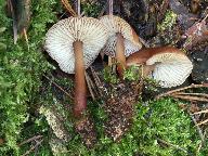 Gymnopus erythropus
