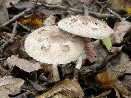 Macrolepiota konradii