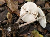 Macrolepiota konradii