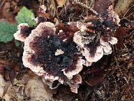 Hydnellum peckii