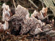 Hydnellum peckii 