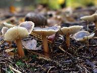 Rhodocollybia butyracea f. asema