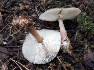Rhodocollybia butyracea f. asema