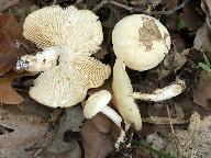 Tricholoma album 