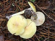 Hygrophorus lucorum 