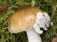 muchomrka edopochv