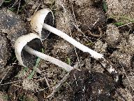 Panaeolus antillarum 