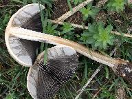 Panaeolus antillarum 