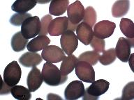 Panaeolus antillarum 