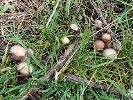 Psathyrella panaeoloides 