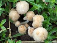 Psathyrella panaeoloides 