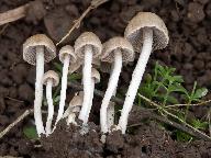 Psathyrella panaeoloides 