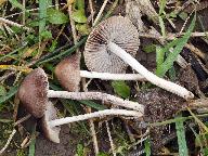Psathyrella panaeoloides 