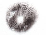 Psathyrella panaeoloides 