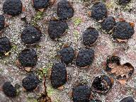 Diatrype disciformis 