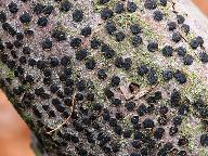 Diatrype disciformis 