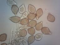 urediospory