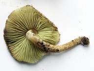 Lepiota elaiophylla  Lepiota elaiophylla