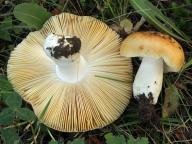 Russula cremeoavellanea