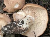Rhodocybe gemina 