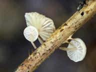 Marasmiellus ramealis 