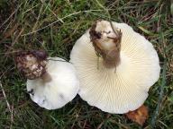 Ampulloclitocybe clavipes 